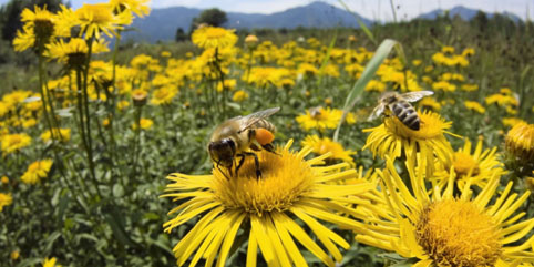 Пестициди убиват масово пчелите