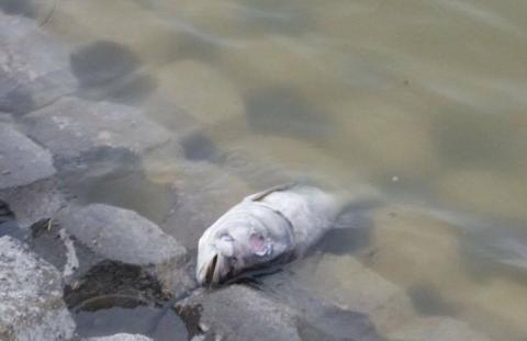 Разследват измиране на риба в язовир