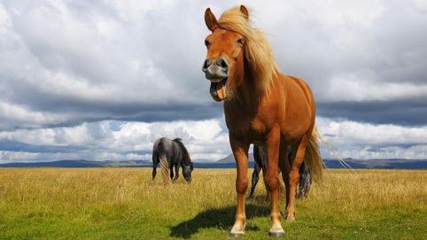 Най-искреното ласкателство от зет към тъща