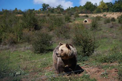 Обезщетяват собственици на пчелин, нападнат от мечки