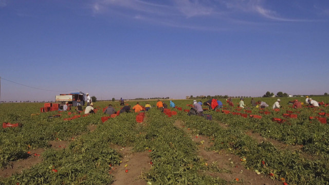 При експлоатация и робство работят български берачи на домати в Италия