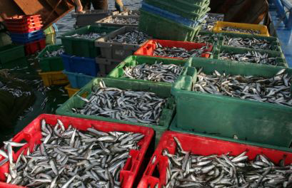 Рибари: Морето е пълно, чакаме хубаво време