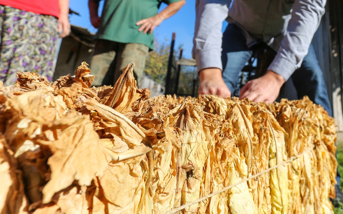 Тютюнопроизводителите прибраха реколтата от три сортови групи