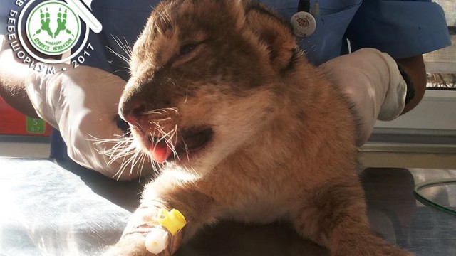 Разград трябва спешно да спре развъждането на лъвове