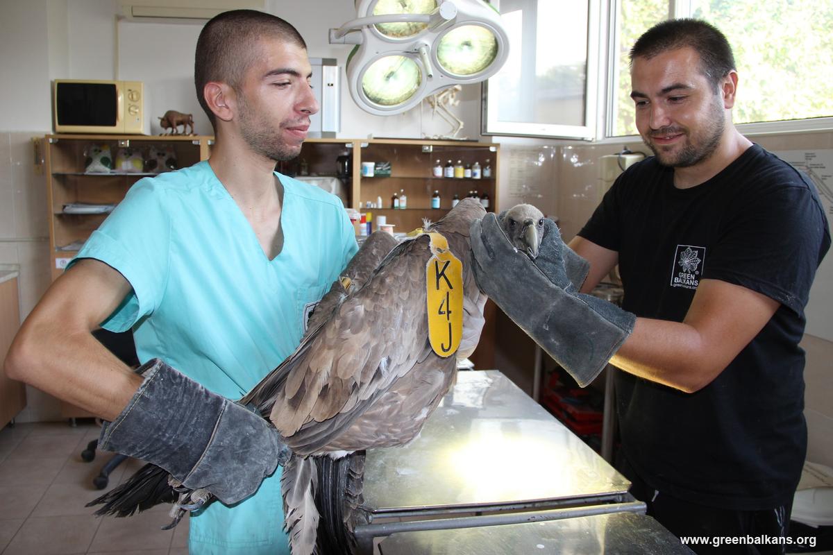 Още един лешояд в Сливен