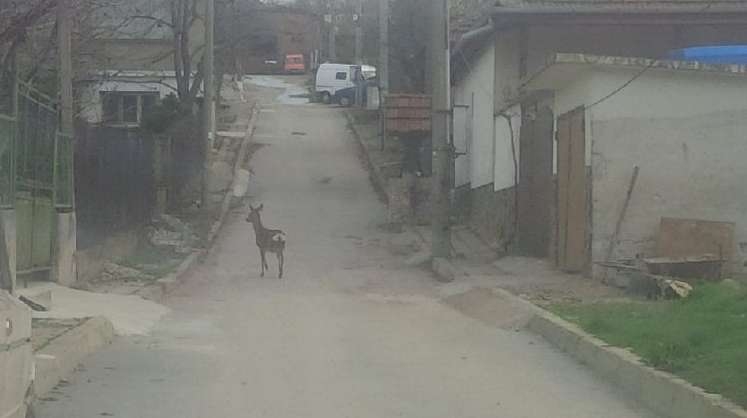 Сръндак- бежанец слезе в балканско село