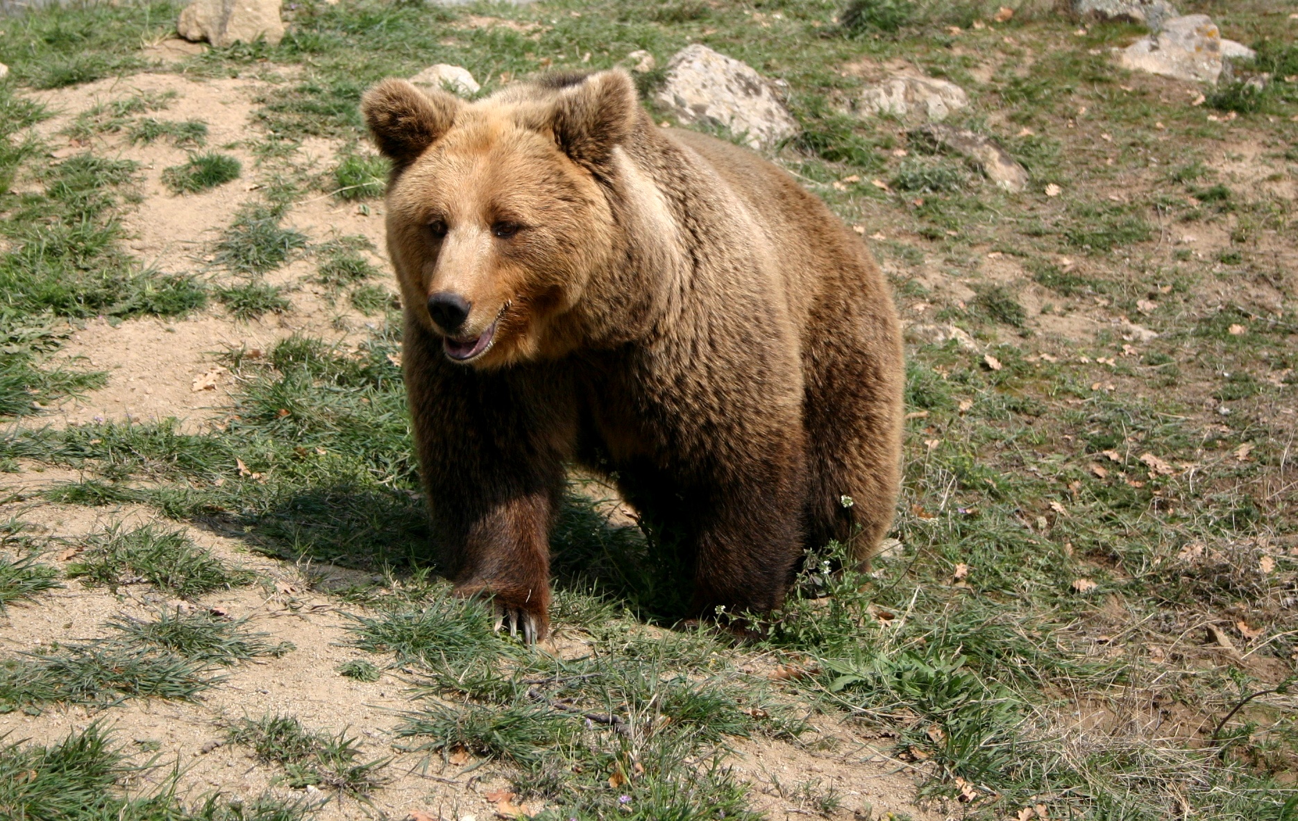 Мече, спасено от бракониерска примка, вече лудува в дивата природа