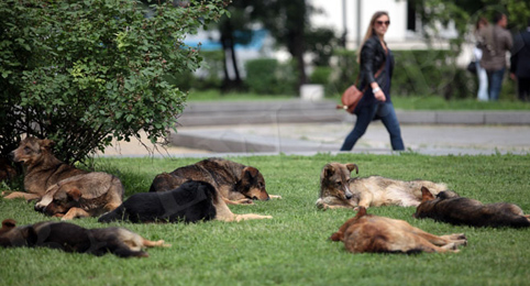 Над 1700 домашни кучета в Търговище вече са чипирани