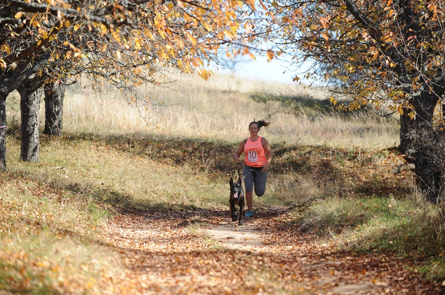 Състезание с кучета край Брезник