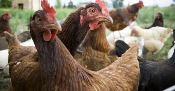 Откриха огнище на птичи грип в хасковското село Узунджово