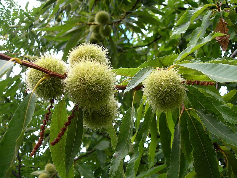 Над 90% от кестеновите насаждения са болни