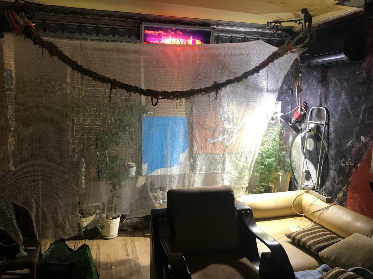 Бургаски полицаи разкриха миниферма за отглеждане на канабис