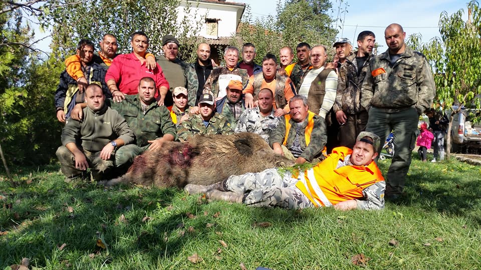 Ловци от Златарица начело с кмета гръмнаха 195-килограмово прасе