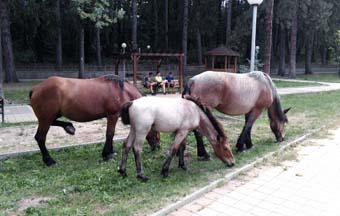 „Арести” за скитащи коне, крави и други животни във всички общини в Пазарджишка област