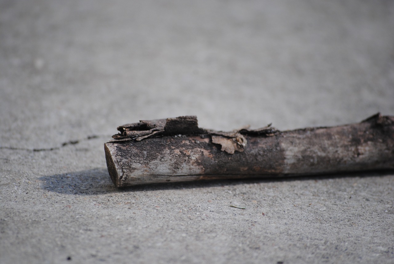 50 сигнала за паднали дървета у нас заради лошото време