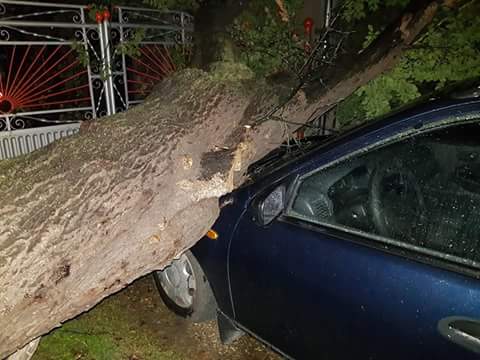 Буря удари Северозапада, хиляди без ток в Лом, дърво потроши кола