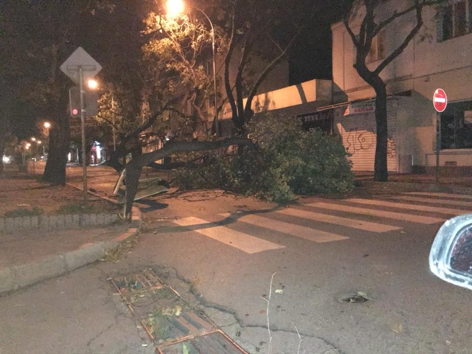 Бурен вятър повали дървета, пострадаха две коли