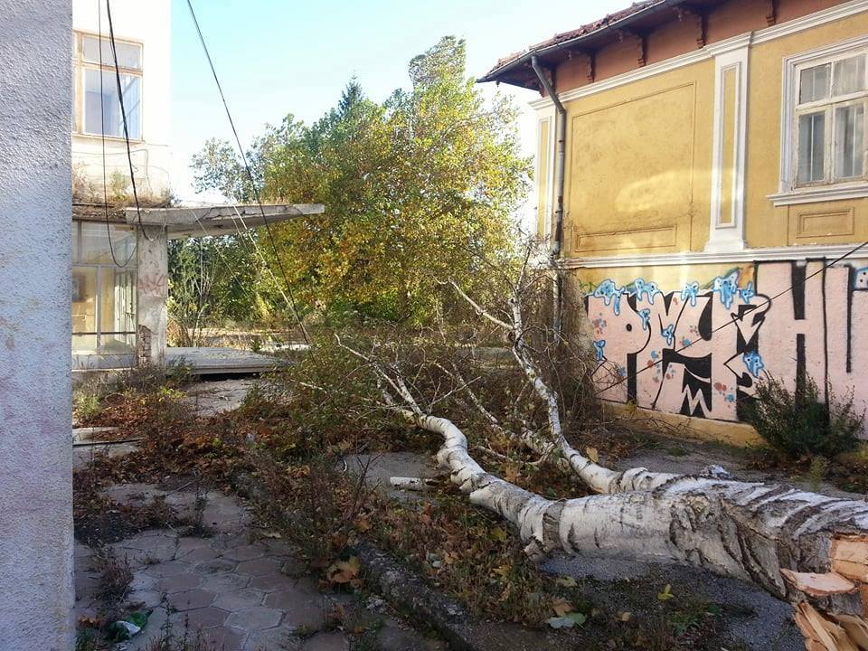 Вятър събори бор на детска площадка в Дебелец