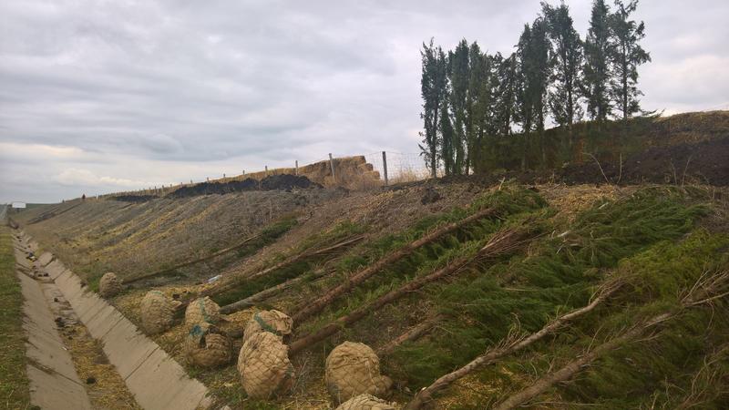 700 кипариса ще пазят от преспи „Тракия“ между Бургас и Карнобат