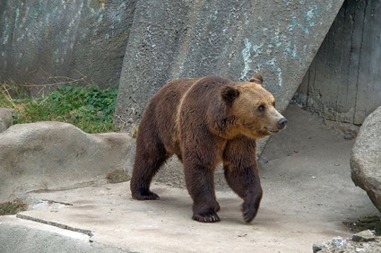 Унгарски мечки идват в София