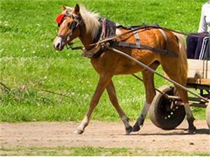 Веганите като тролове