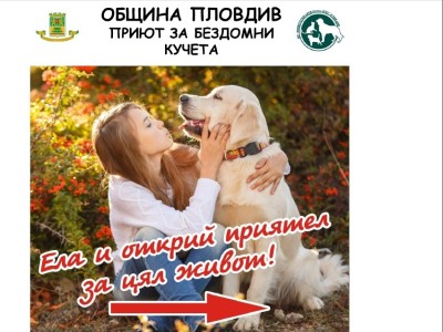 Десетки кучета чакат одомашняване в Общинския приют „Приятел завинаги” в Пловдив