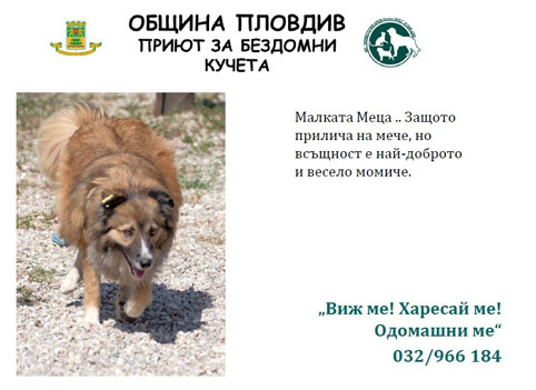 Обновяват приют за  кучета в „Слатина“