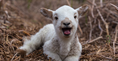 Как се ремонтира катастрофиралата кола на мутреса?