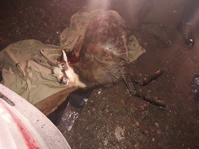 Арестуваха бракониери убили дива коза в НП „Пирин“