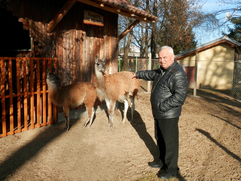Три лами са най-новите животни в зоокъта в Павликени