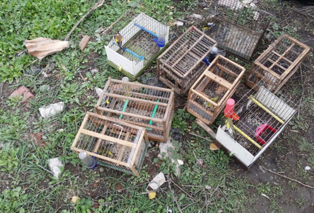 Спипаха двама цигани да ловят защитени пойни птици в Столипиново