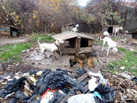 Разбиха нелегален развъдник за ловни кучета във Варна