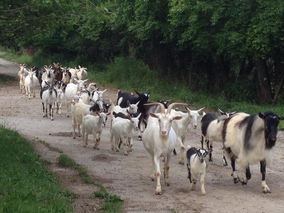 Откраднаха цяло стадо кози в пловдивско село