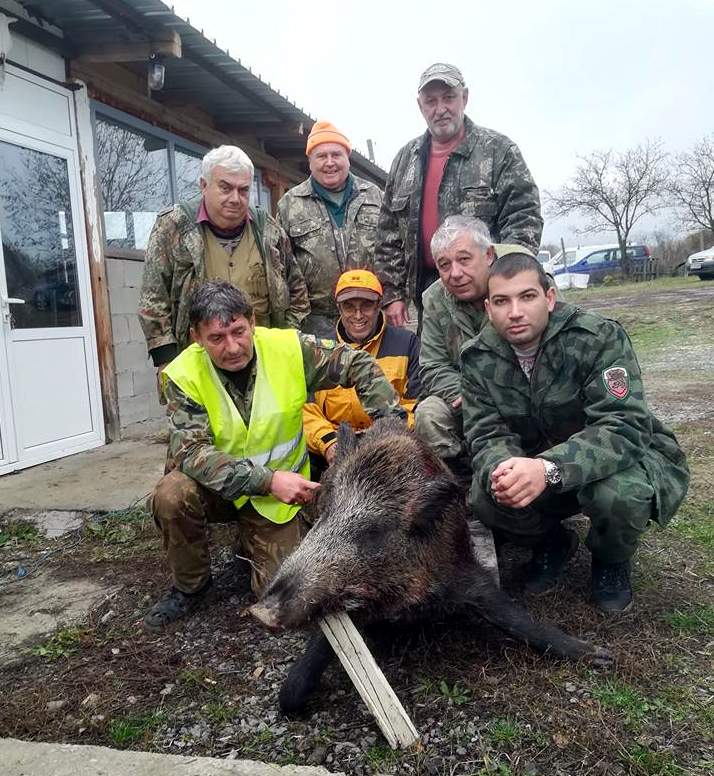 156 прасета отстреляха авджии в Шуменско