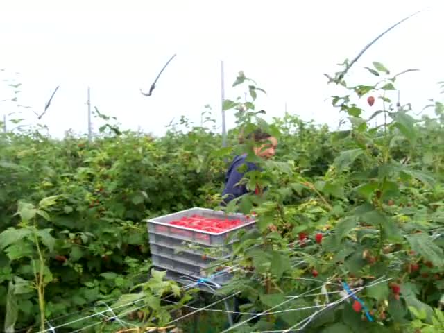 В Бюрото по труда в Пазарджик търсят берачи на малини, ягоди и боровинки за Испания и Португалия