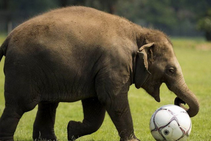 За какво му са на лекаря клещи, когато жената ражда?