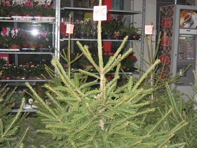 Предлагат живи елхи в Пловдив от 35 до 730 лв., изкуствените вървят от 2,39 до 263,20 лв.