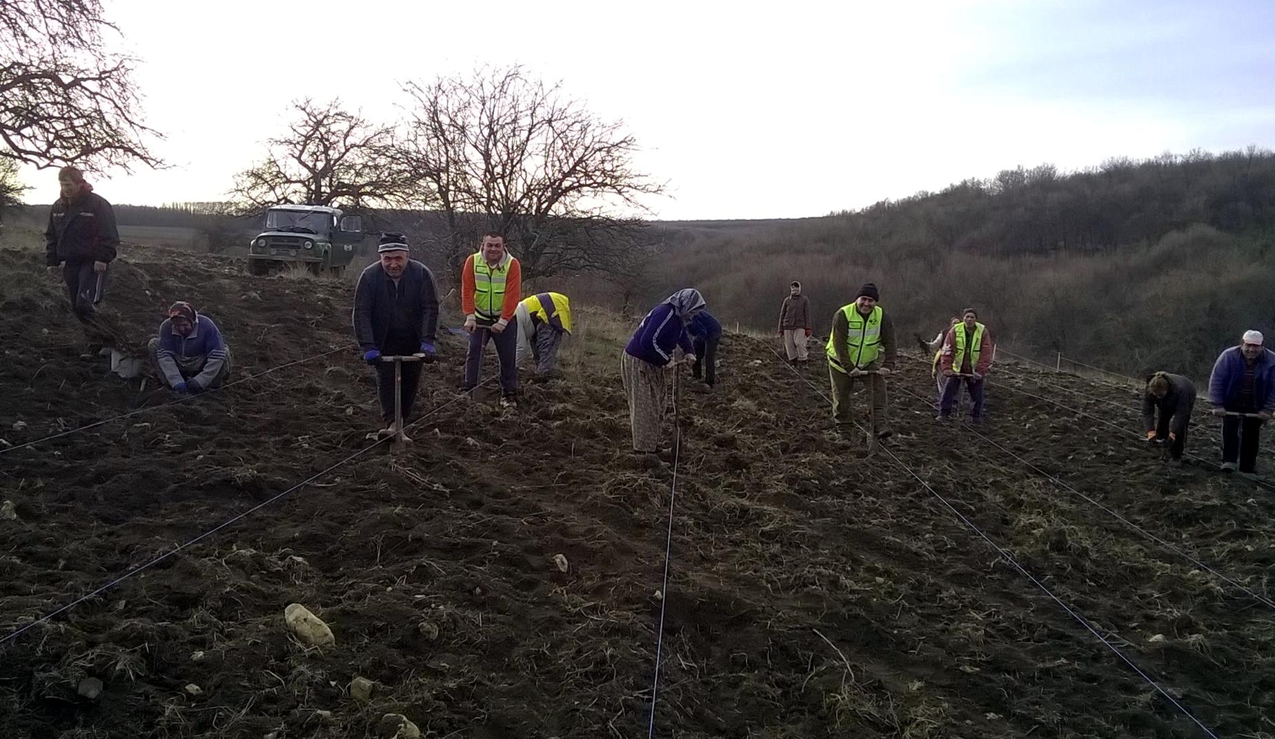 За дни залесиха 70 дка гори