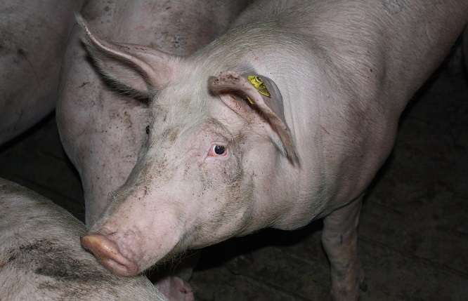 Откриха три огнища на трихинелоза преди Коледа