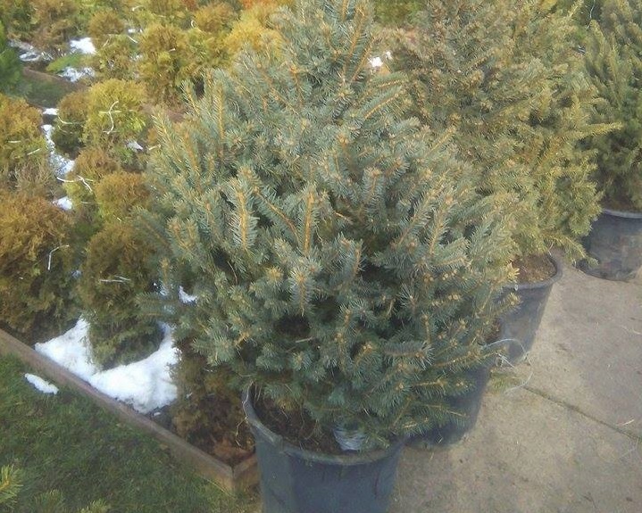 Общината към столичани: Засаждайте живите елхи в междублоковите пространства!