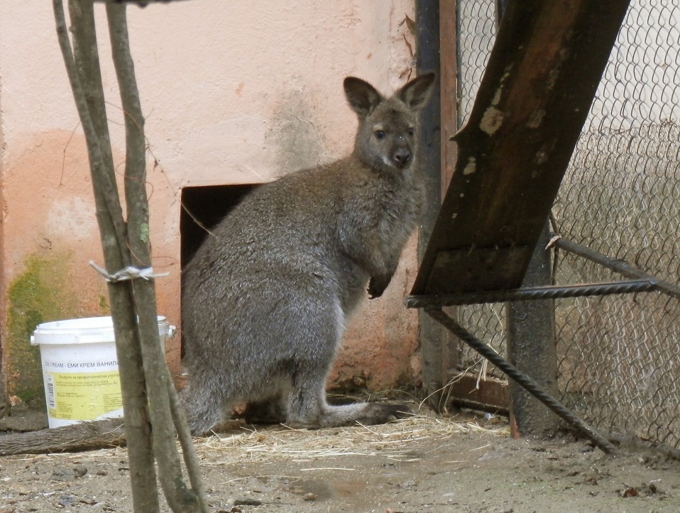 Кенгуруто Томи е най-новият обитател на зоопарка в Павликени