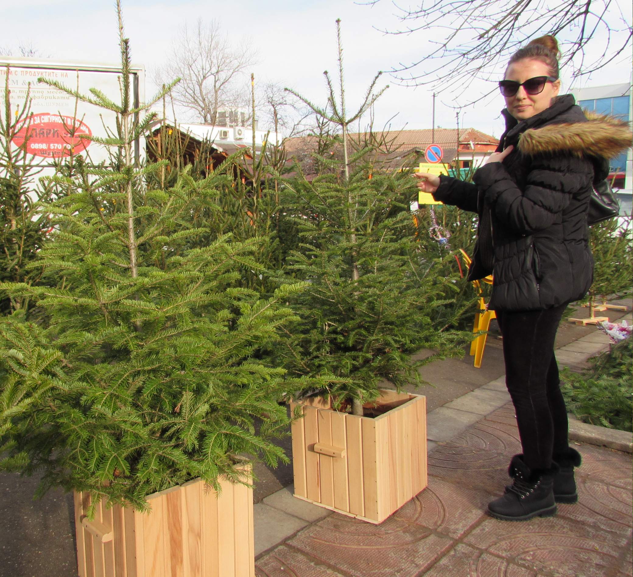 Над 5 100 елхи на пазара от Североизтока