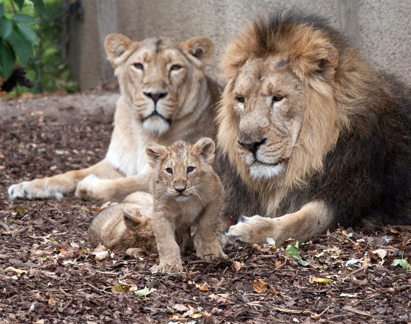 Два датски зоопарка търсят домашни любимци за храна на хищниците