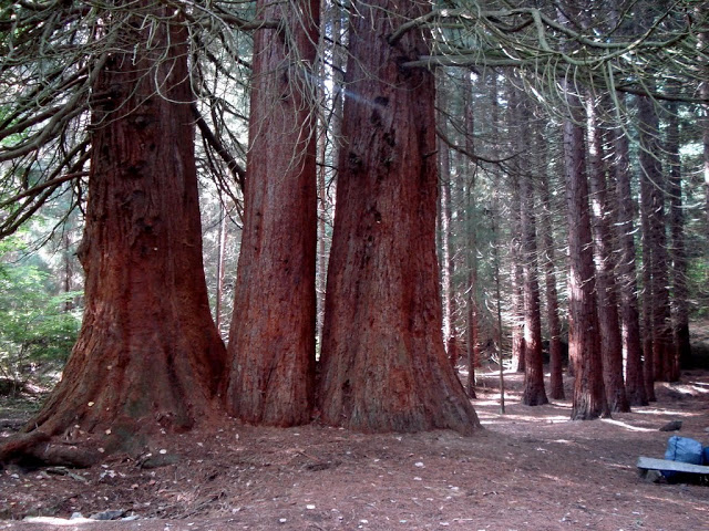 Вековните секвои в кюстендилското село Богослов привличат все повече туристи