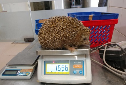 Таралеж спазва диета, не може да се свие на кълбо