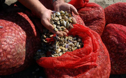 Ловци на бяла мида предлагат лицензи за всички