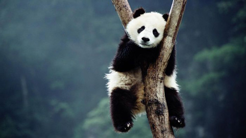 Как се спасява гола мотористка, когато я спре строг катаджия?