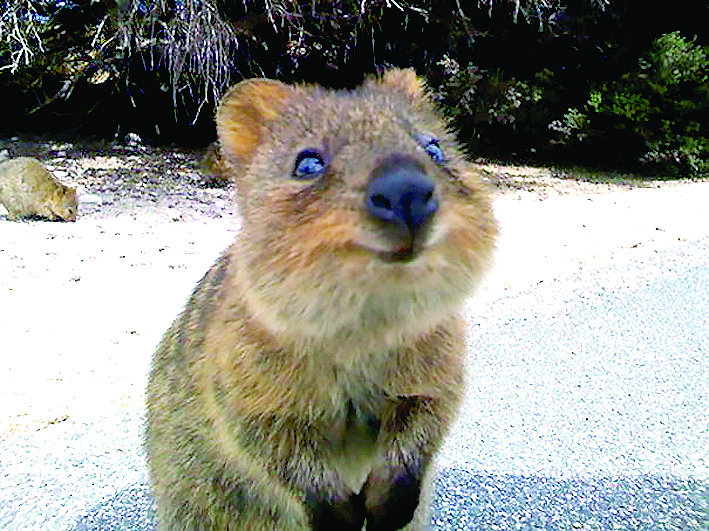 Как действа хапчето против пиене?