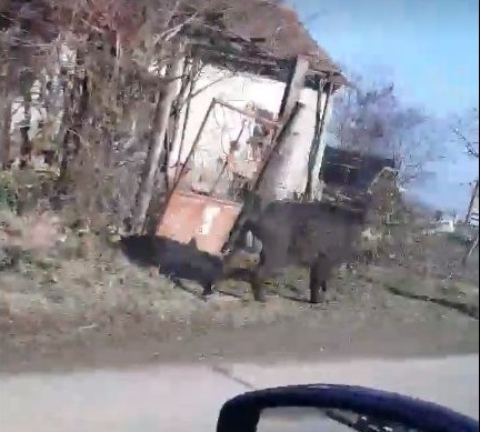 Глиган галопира из Оряхово, стресна народа по улиците (ВИДЕО)