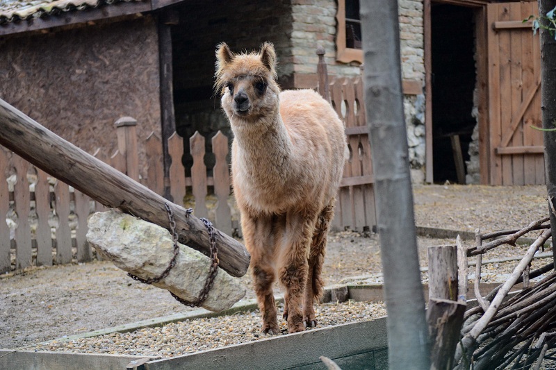 "Президент" целува малки и големи наред